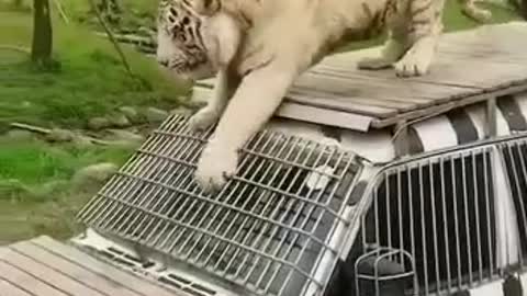 WATCH : How This Tiger Enjoining Car Rides .😱