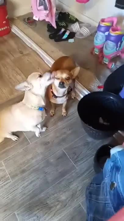 🤣Funny Dog Videos 2022🤣 🐶 It's time to LAUGH with Dog's life