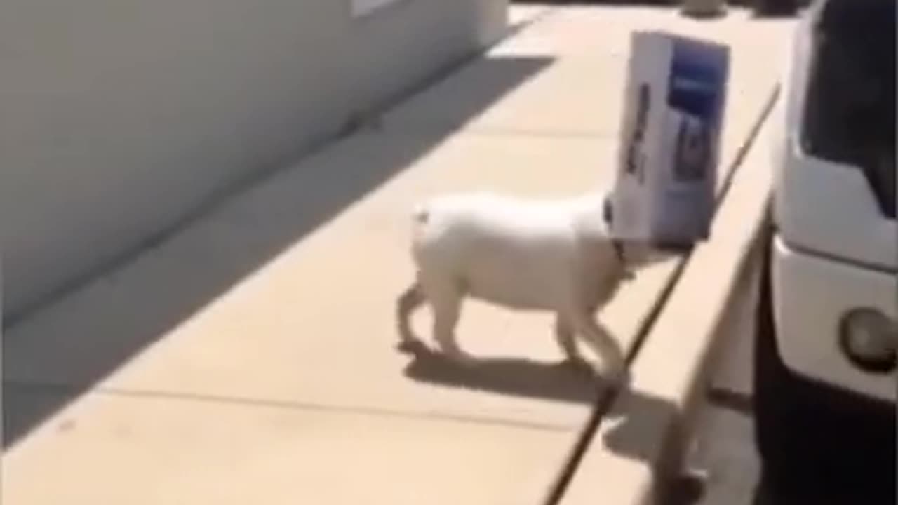 Animal Fails Funny