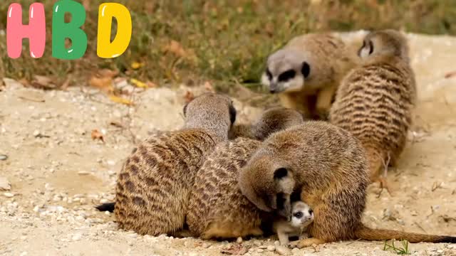 Meerkat ❤Mammal Cub💕video💕