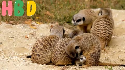 Meerkat ❤Mammal Cub💕video💕