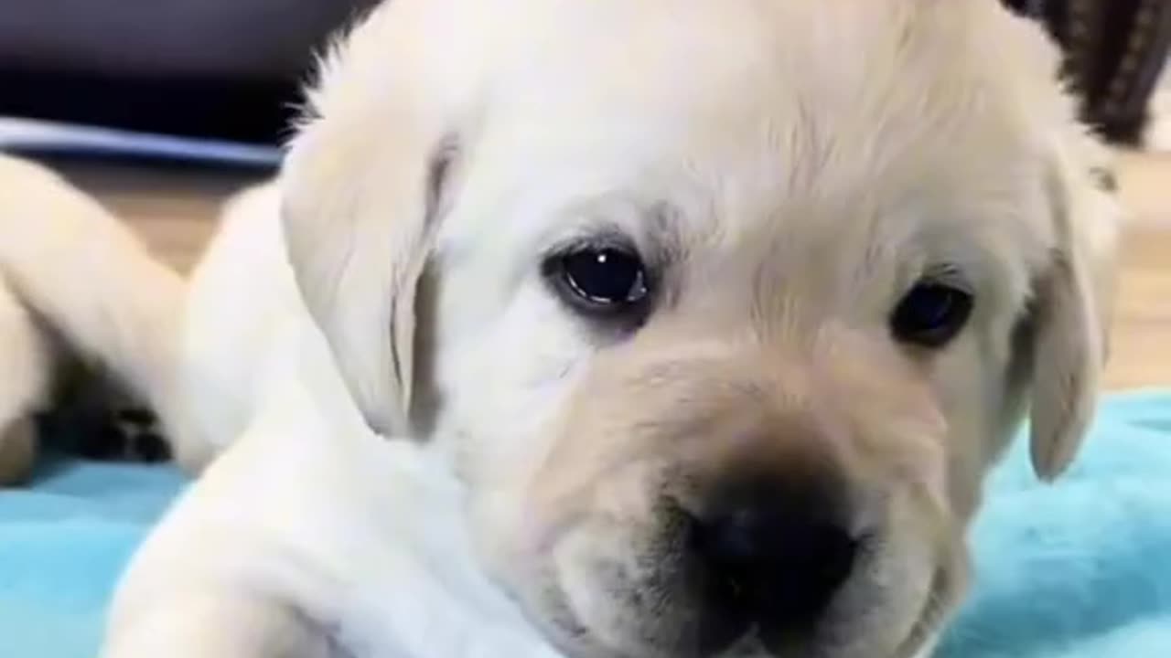 Lady save cute puppy let's watch