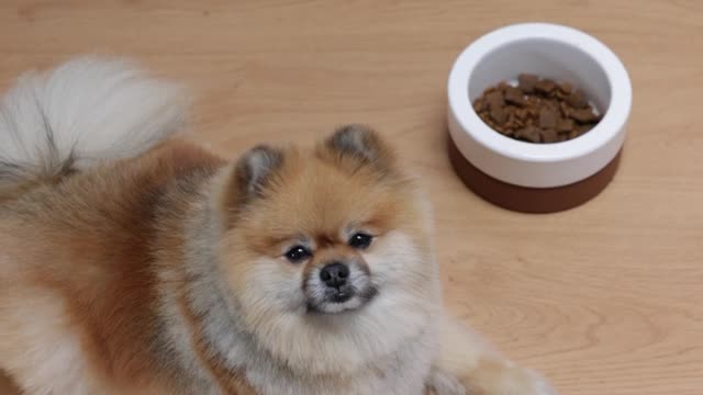 A cute dog lying on the ground