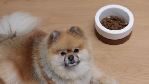 A cute dog lying on the ground