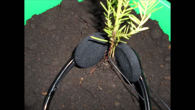 Song for the Whispering Field song of the Coast Redwood Tree 2019
