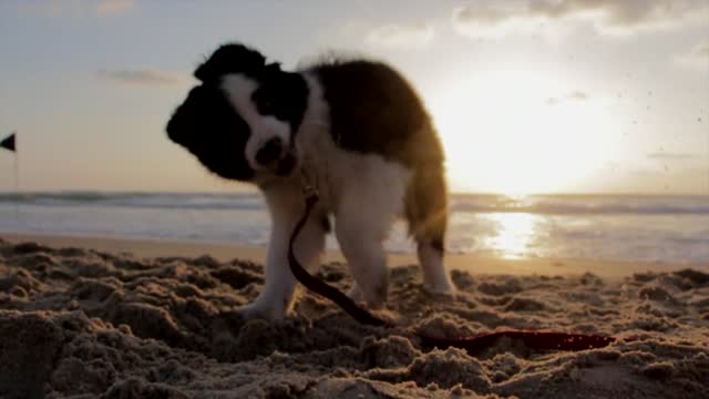 Puppy Playing at Beach - 2021