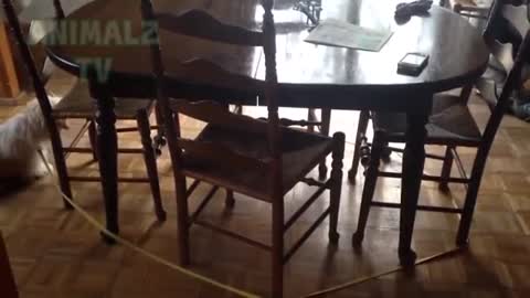 Pega pato