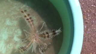 Sea creature - Feather Star washed up on shore.