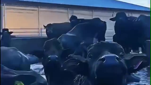A group of black cattle take a bath
