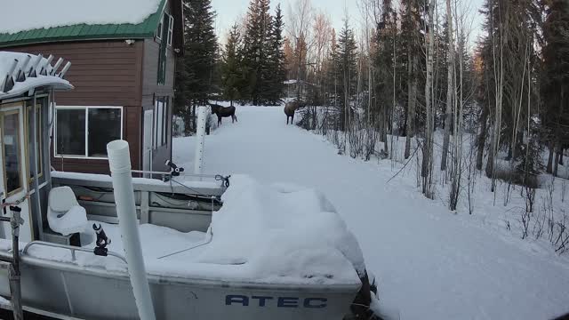 2021-1-15 Moose Cow and calves