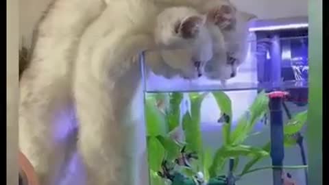 Funny Video Cat moment Part 4