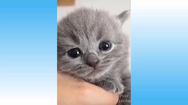 TRY NOT TO LAUGH | Endearing, Funny Pets & Animals Compilation #109