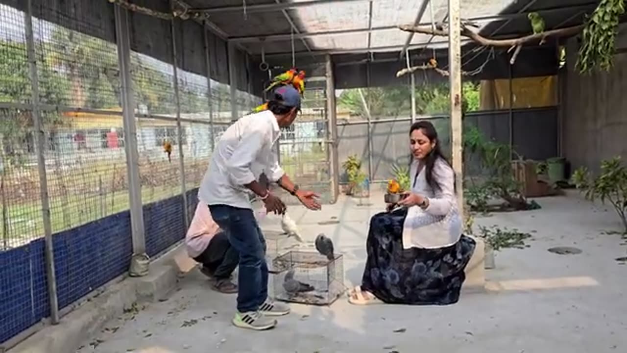 Talking parrot & funny Umbrella Cockatoo Released At Our New Aviary