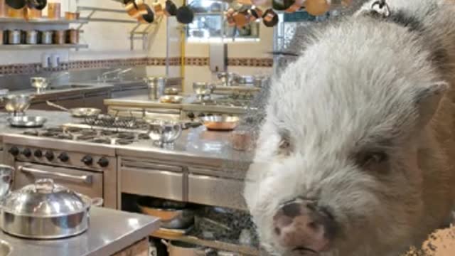 Alan pig in the kitchen