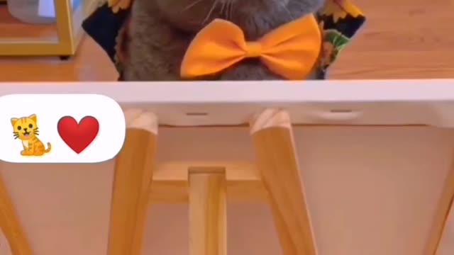 Cute Cats Funny video😐😆