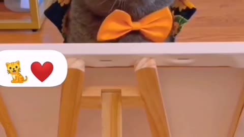 Cute Cats Funny video😐😆