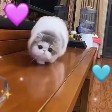 Funny And Cute Cat 😺🙏🐈