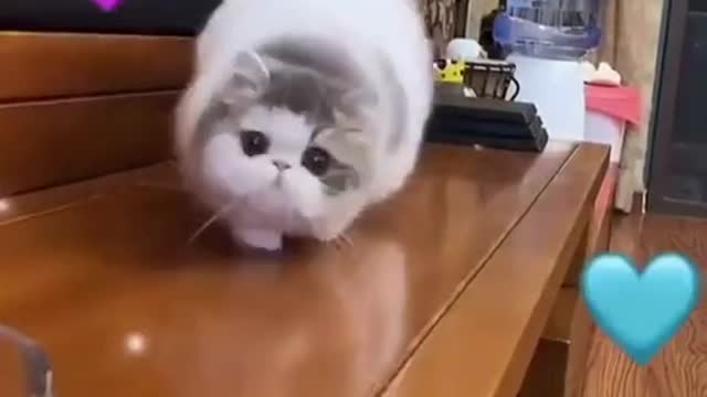 Funny And Cute Cat 😺🙏🐈