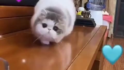 Funny And Cute Cat 😺🙏🐈