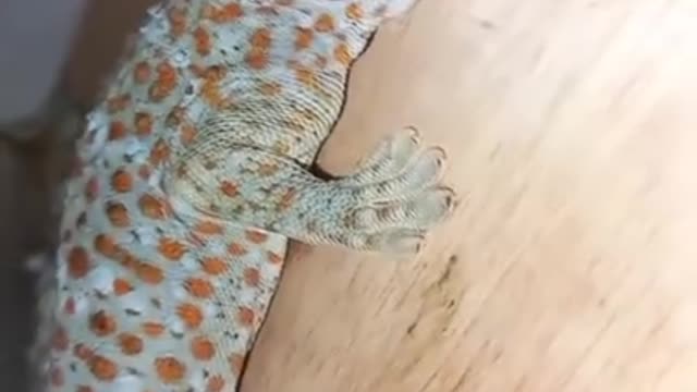 old gecko sound