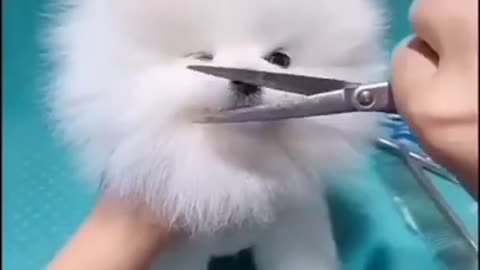 Puppy loves trimming