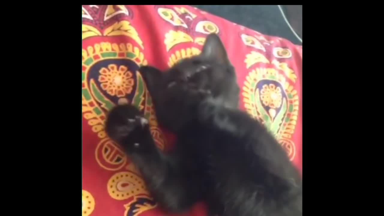 Funny Cats - Best Funny Cat Videos Ever - Funny Kitty Cat Vines Compilation №63