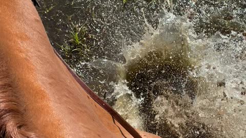 Playful Horse Splashes Through Puddle