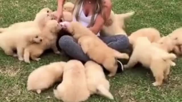 Golden Retriever Puppies trap beautiful woman to play _ #Shorts.mp4