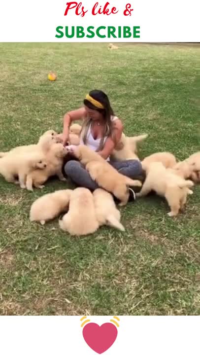 Golden Retriever Puppies trap beautiful woman to play _ #Shorts.mp4