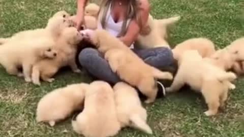 Golden Retriever Puppies trap beautiful woman to play _ #Shorts.mp4