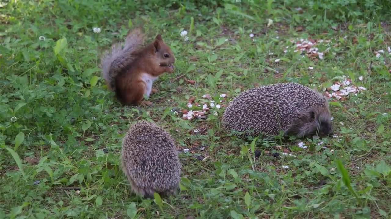 Hedgehog to red squirrel: You don't really want to mess with me, do you? (long version)