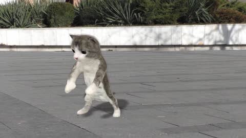 Funny two 🐱🐱🐱 dancing parform