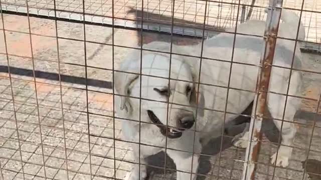 an aged dog