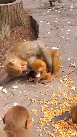 loan and son loan and son