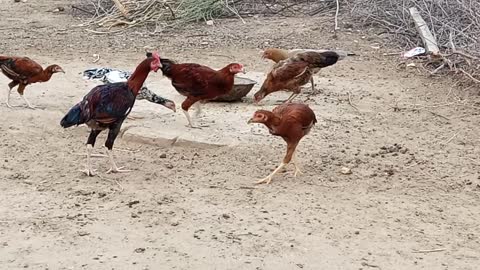Hens eating food