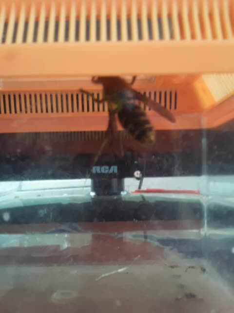 We're built different