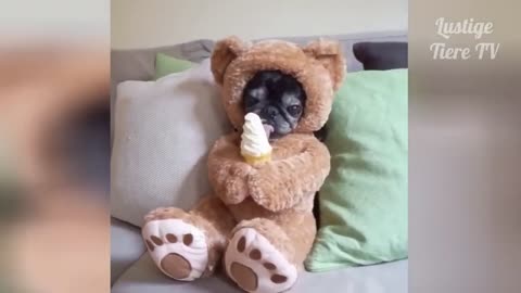 Try Not To Laugh or Grin While Watching Funny Pet Videos - compilation 2021