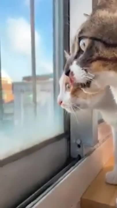 4.funny cats 🤣🤣🤣 from tictok @cottonandoat #shorts