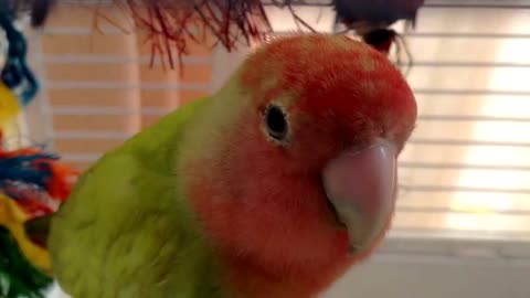 The bird is so cute, do you like it?