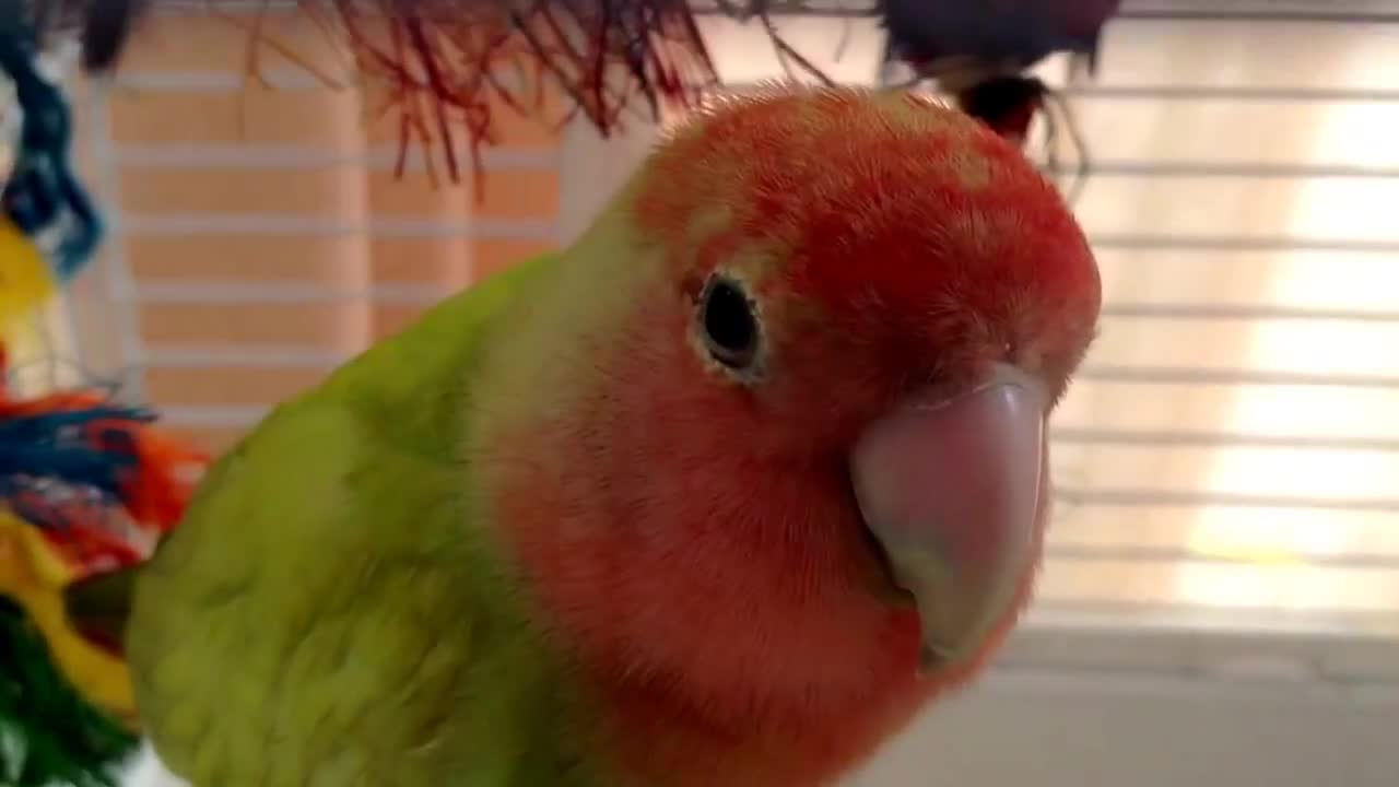 The bird is so cute, do you like it?