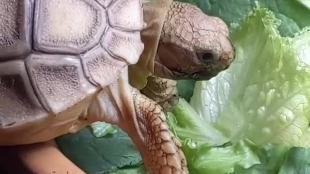 Baby Tortoises