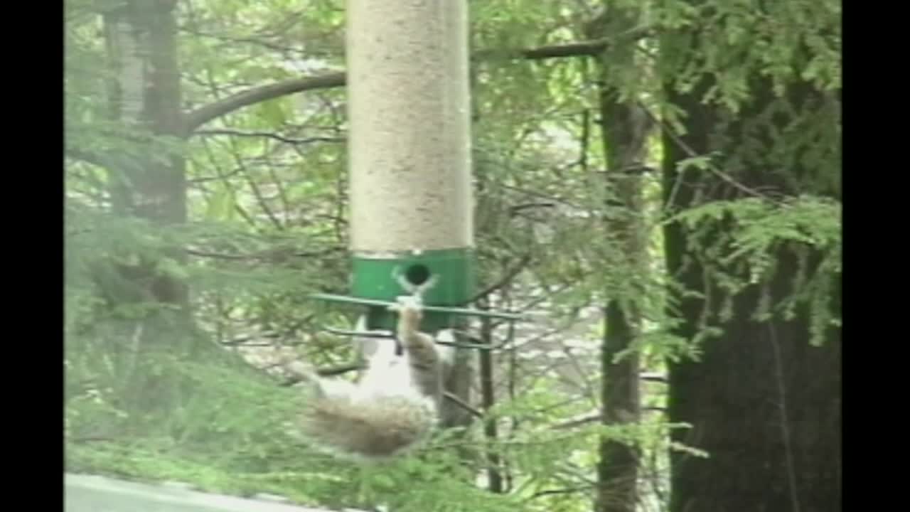 Squirrel Goes For A Dizzying Ride On A Bird Feeder