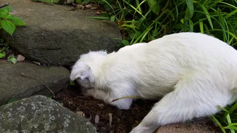 Perro escucha a un ratón, intenta encontrarlo desesperadamente