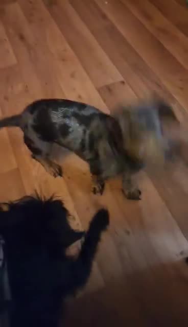 Two dogs are playing for fun.