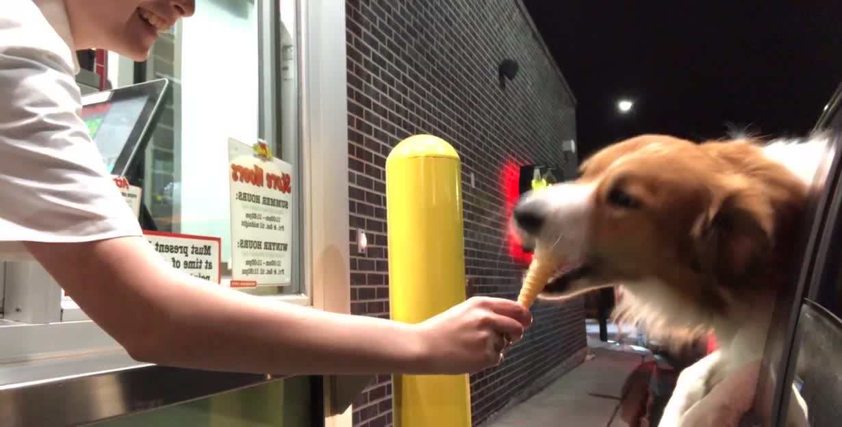 Doggo Eviscerates Ice Cream Cone