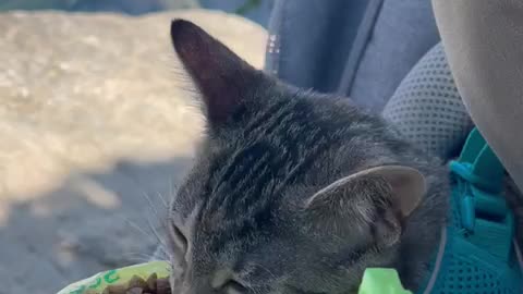 Cat snack on a mountain cap