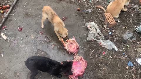 Two dogs are fighting for meat