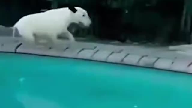 Funny Moments of Animals 🤩😀