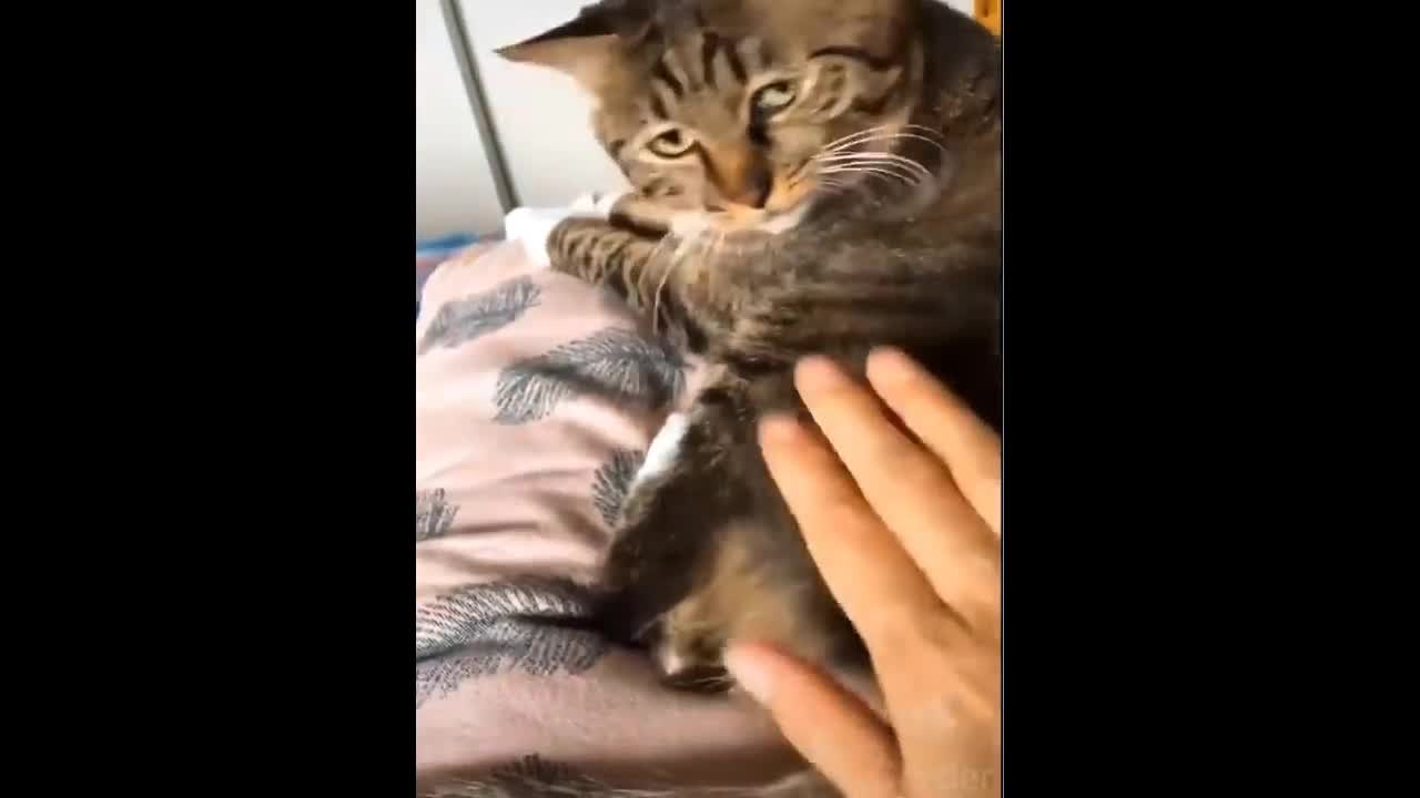 Funny and Cute Pets Compilation from TikTok #7