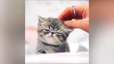 Funny cat reaction 😂🤣